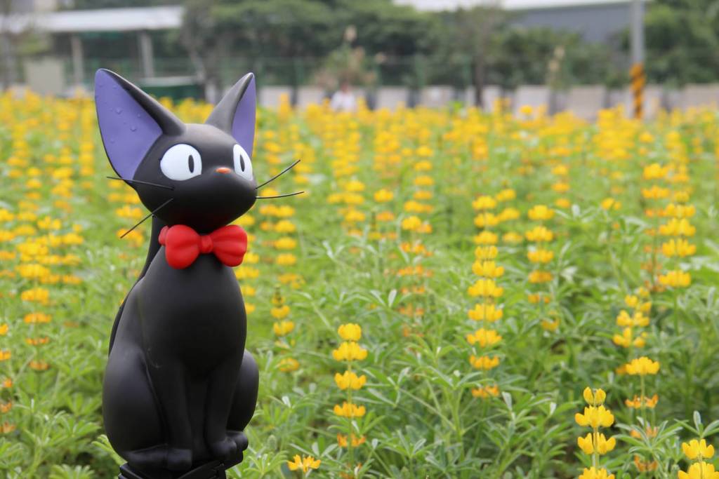 『驚艷關渡 花現新大地 2018關渡花海節』目前花海園區仍持續綻放各式繽紛花朵，供觀賞朋友開放賞花拍照，3月份更推出黃澄澄的約3萬6千株的魯冰花，目前已開滿7到8成左右。 圖：台北市觀旅局提供