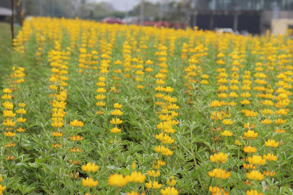 「魯冰花」其實也是一種植物，正確園藝上的名稱為「羽扇豆」屬於蝶形花亞科羽扇豆屬，早年引進台灣時主要是作為茶園中的綠肥，對土壤的水土保持很有幫助。 圖：台北市觀旅局提供