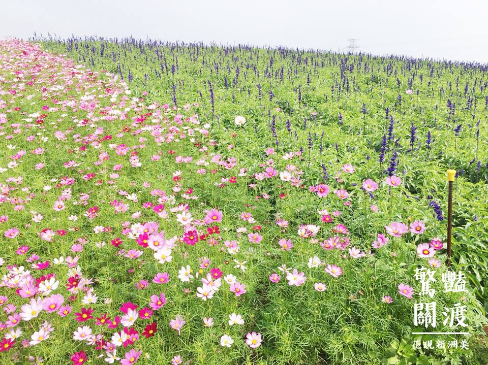 粉萼鼠尾草及黃波斯菊，開花逾4成左右，快去春季賞花小旅行！ 圖：關渡花海節FB粉絲專頁提供
