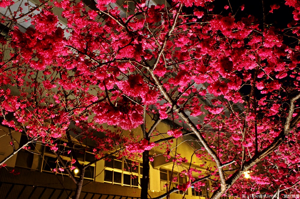 不只白天能賞花，晚上還有投射燈可以賞夜櫻，讓你可以免去舟車勞頓跑到深山賞櫻，到台中市區的文昌國小旁即可賞櫻。 圖：Flickr提供JinHe-Lin開放授權