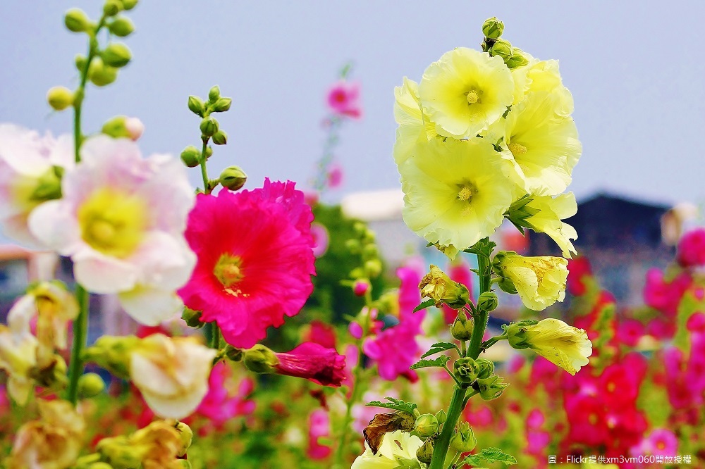 2018唸戀學甲蜀葵花文化節活動自年3月3日(星期六)在光華里活動中心隆重開幕，從3月3日活動開始，種植面積5公頃，還有一系列活動。 圖：Flickr提供吳嘉峻開放授權