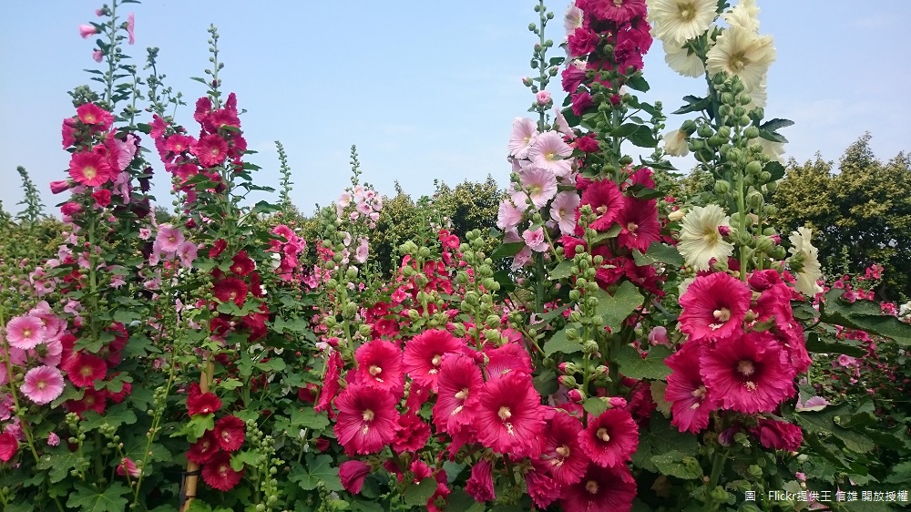 「員林蜀葵花觀光文化季」在員林南區公園舉辦今(11)開幕，占地2,300坪，加上花株數高達2萬餘株。 圖：Flickr提供王 信雄 開放授權