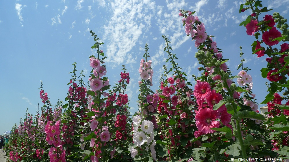 員林蜀葵花觀光文化季，觀賞千姿百媚、迎風搖曳的蜀葵彩色花海。 圖：Flickr提供王 信雄 開放授權