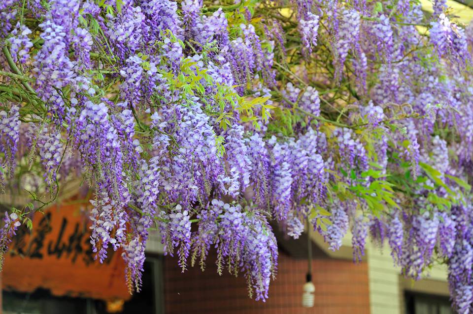 2018瑞里紫藤花季3月10日起紫爆來襲，位在嘉義縣梅山鄉瑞里村，是全台最美紫藤花綻放的集散處。 圖：翻攝自嘉義瑞里紫藤花季FB粉絲專頁