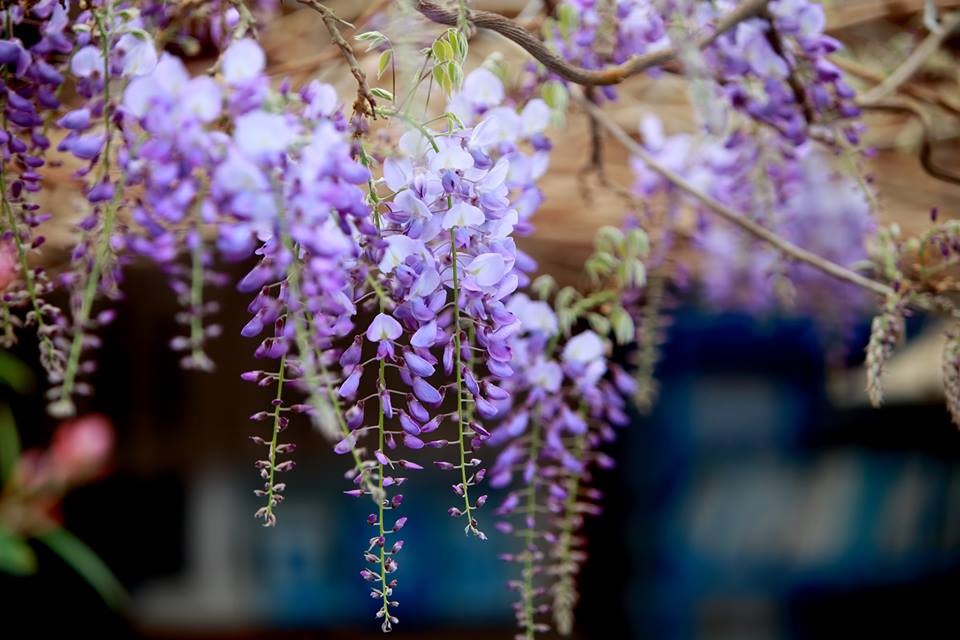 花期是三月中為全盛花開，目前盛開處是綠色隧道休息站、阿喜紫藤、王鼎茶等，共推薦17條賞花路線。 圖：翻攝自嘉義瑞里紫藤花季FB粉絲專頁