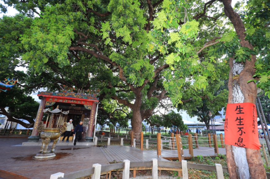 被譽為「台中之寶」的千年茄苳樹王，位於西區茄苳公園內，樹高20公尺，樹冠面積達1500平方公尺，為台灣平地最老、最大的茄苳樹。 圖：取自台中市政府官網