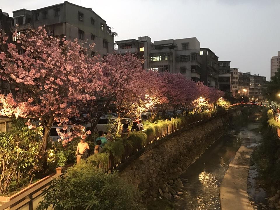 希望之河的花期目前花開已七、八成，預估盛開將會落在3月中下旬，夜晚同樣美麗驚艷！ 圖：賞花快報FB粉絲專頁提供