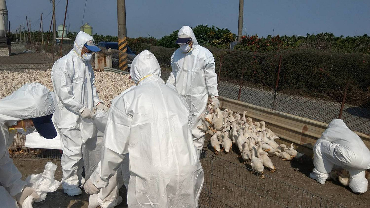 屏東縣防疫所人員撲殺禽流感肉鴨。