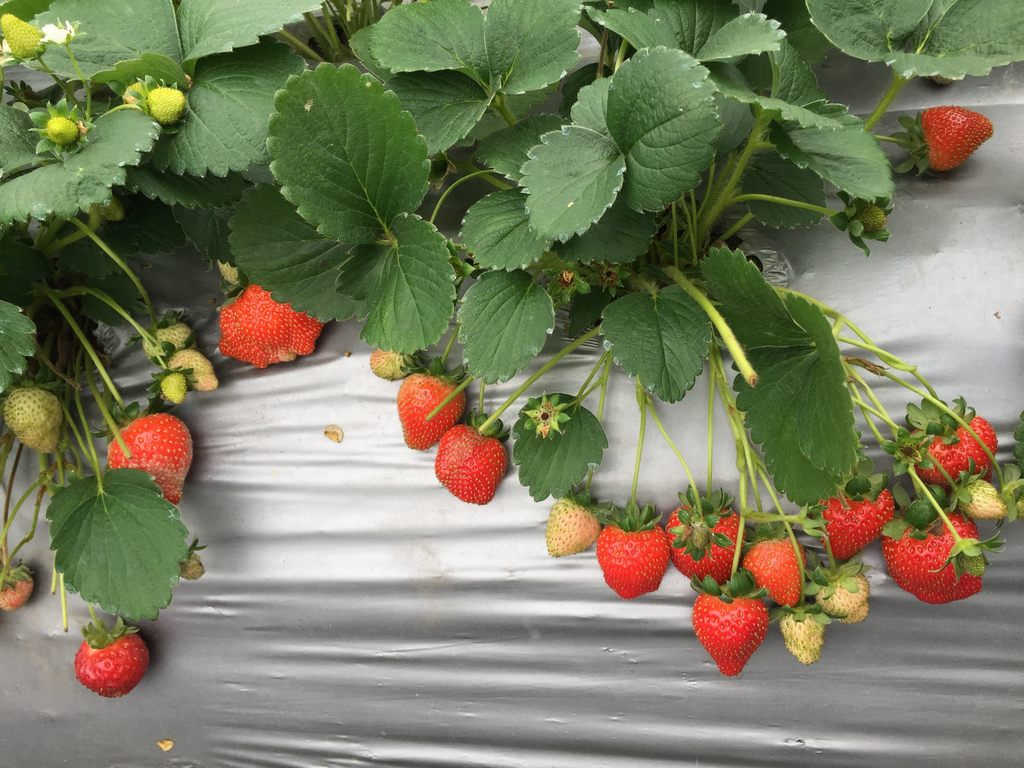 內湖草莓季每年3月至4月是盛產期，在白石湖休閒農業區舉行，讓你免去舟車勞頓跑到苗栗去，在台北市就能體驗採草莓的樂趣！ 圖 ：台北觀旅局提供