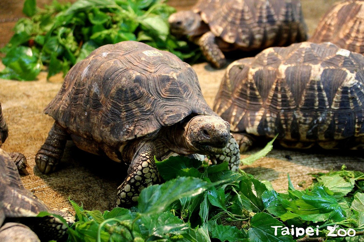 外溫動物的爬蟲類，需要藉由曬太陽來獲取熱能和UV(紫外光)，好維持基礎的生長代謝。 圖：台北市動物園提供