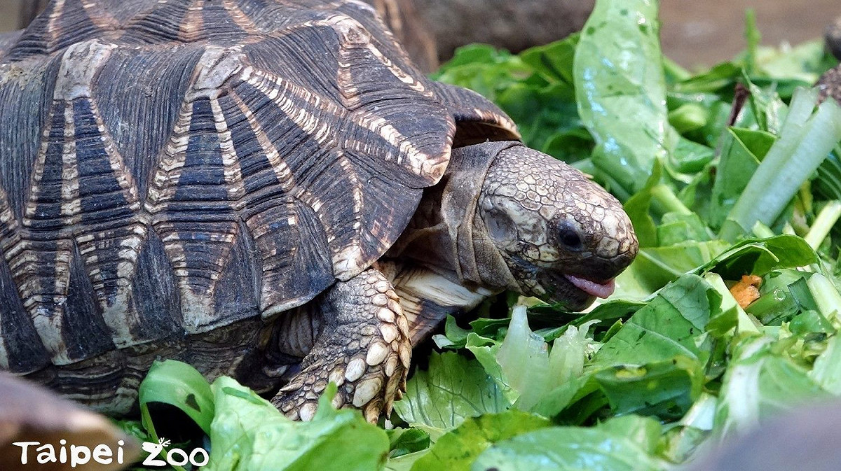 動物園發現緬甸星龜在UV燈或陽光的照射下，有助食慾的上升，有時保育員還需要另外「加菜」，加碼食物採集咸豐草！ 圖：台北市動物園提供
