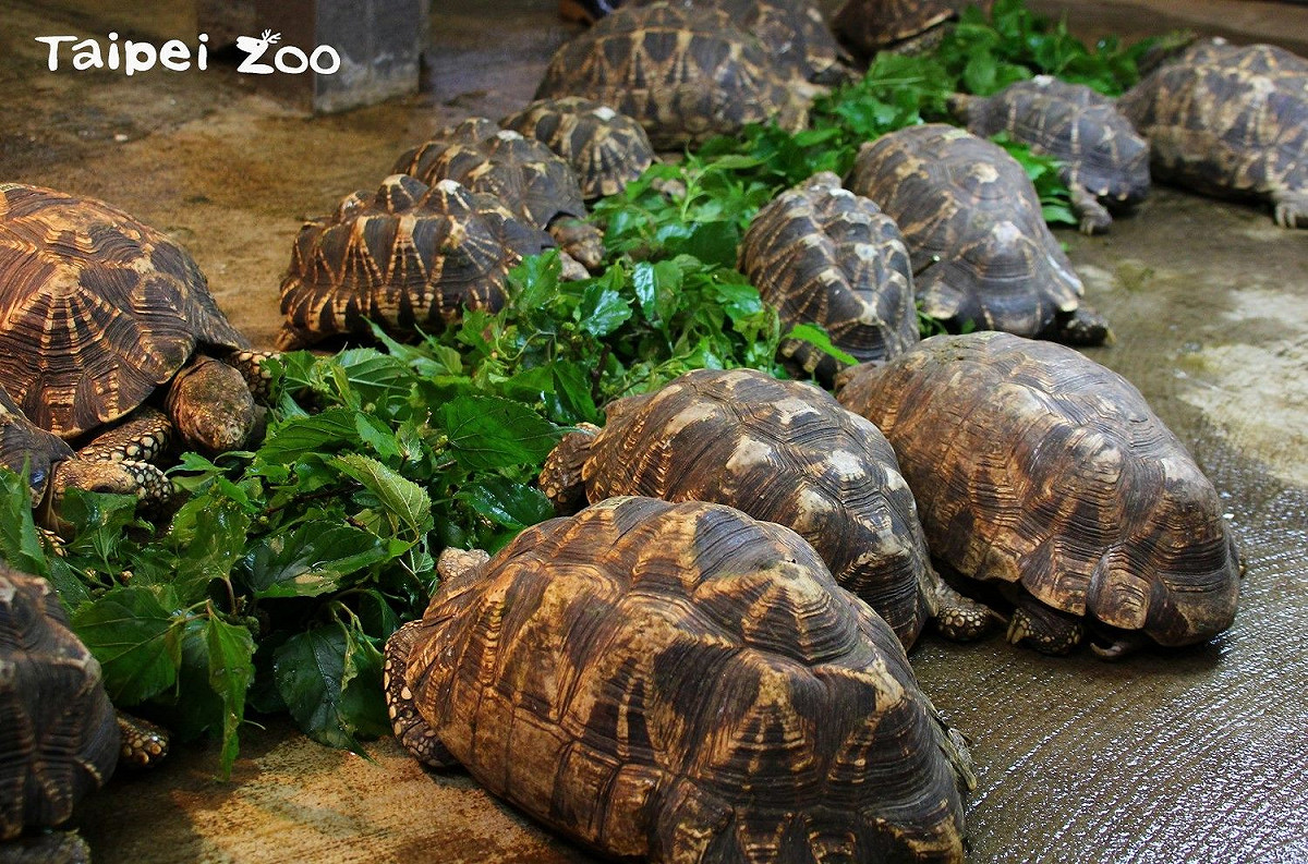 外溫動物的爬蟲類當UV曝曬量不足，常會導致爬蟲類無法自體合成維生素D，進而影響鈣質的正常吸收。 圖：台北市動物園提供