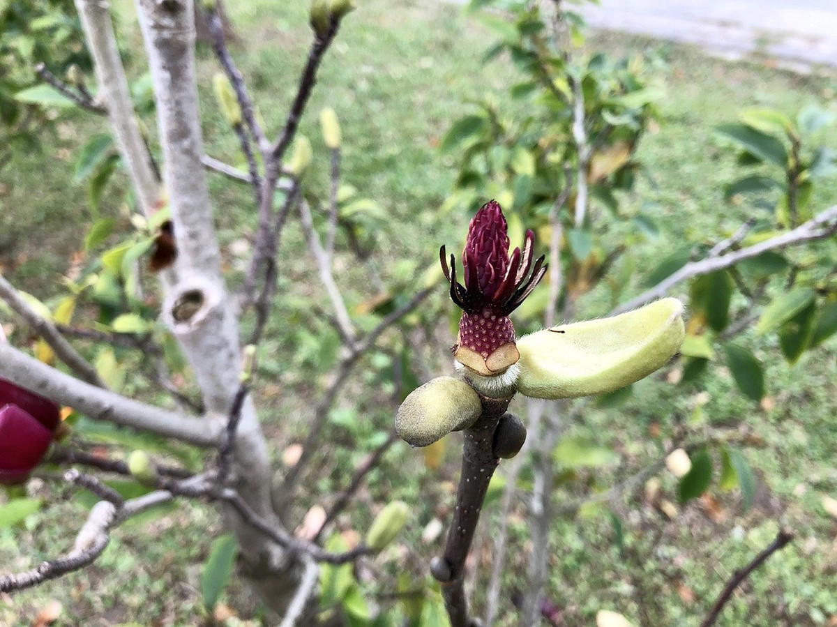 辛夷花的花蕾呈長卵形，表面有灰白色的茸毛。 圖：台北市工務局提供