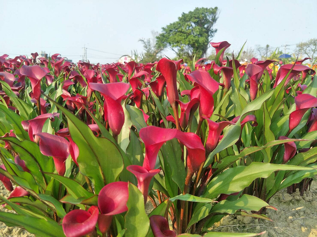 「2018桃園彩色海芋季」以彩色海芋為主軸，花海、田園、裝置藝術吸引遊客拍照駐足外，農創市集也吸引旅客駐足。 圖：桃園彩色海芋季官網提供