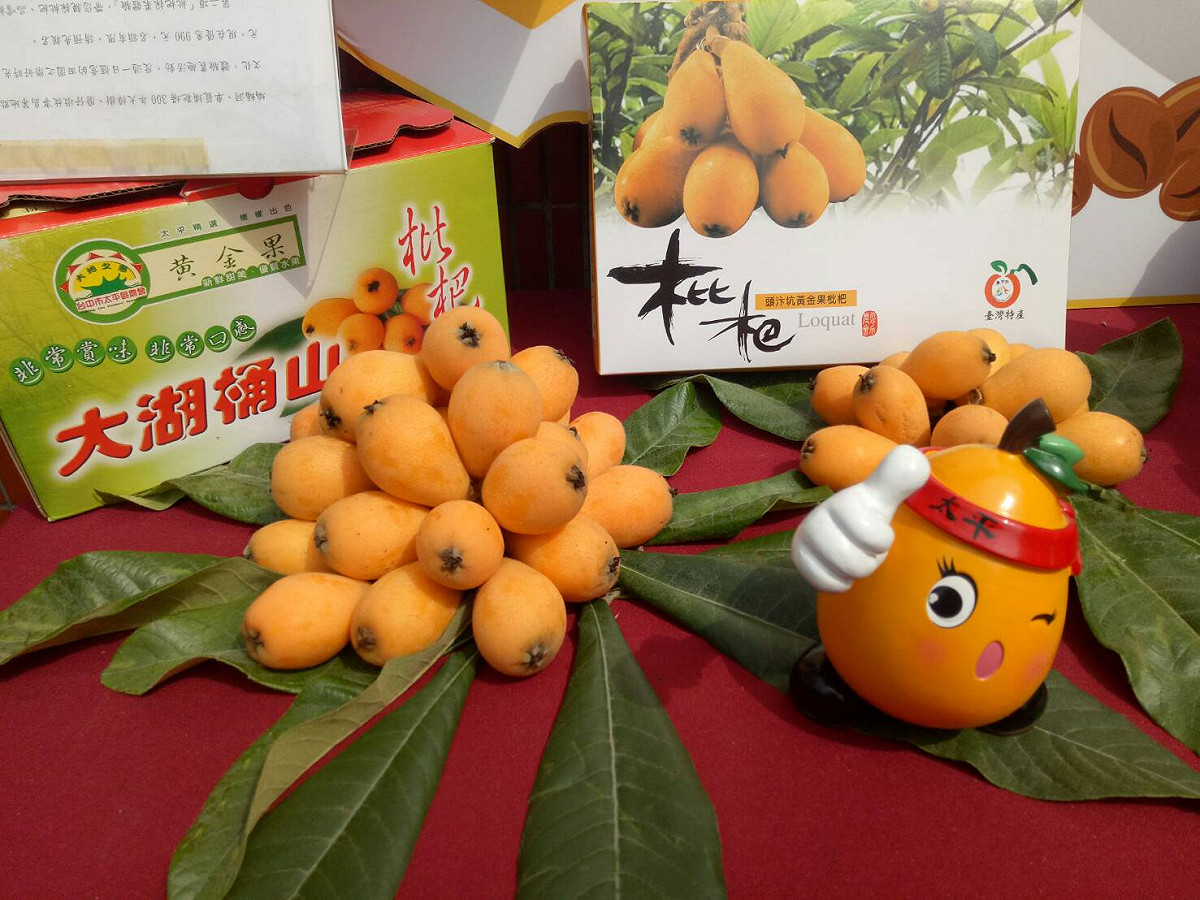 每年3、4 月是枇杷產期。汴坑休閒農業區的枇杷果粒大，目前種植面積約達250公頃，為全國重要產區。 圖：台中市政府提供