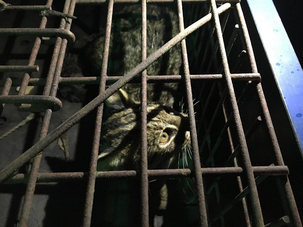 如民眾發現受傷石虎或其他野生動物，請立即通報農業局，讓野生動物儘速獲得救援。 圖：台中市政府 / 提供