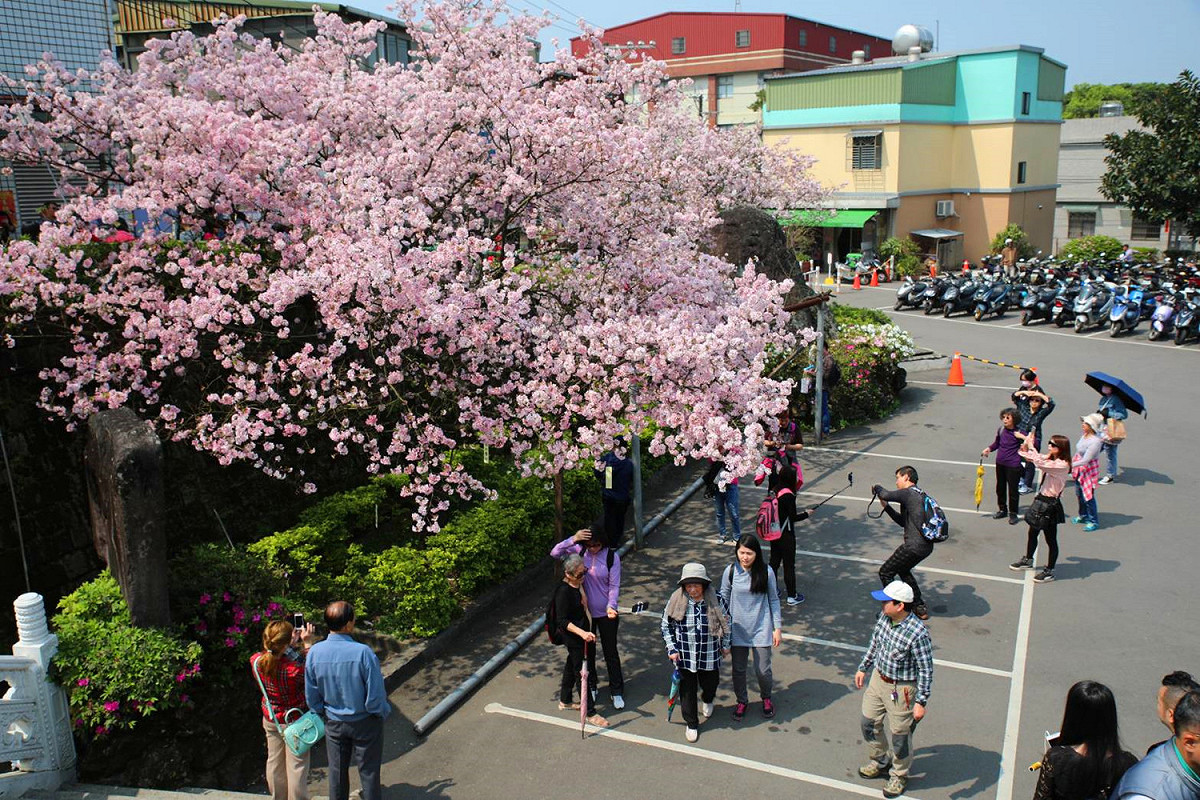每年2至3月間走趟新北市，不只在淡水有櫻可賞，新北市三芝、淡水、烏來、汐止、石碇山頭通通都有粉色的櫻花綻放。 圖：翻攝自《賞花快報》FB