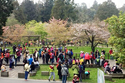 阿里山花季15日起展開，17日是花季第一個假日，園區湧入大批遊客入園賞花。阿里山花季15日起展開，17日是花季第一個假日，園區湧入大批遊客入園賞花。嘉義林管處阿里山工作站 嘉義林管處阿里山工作站提供