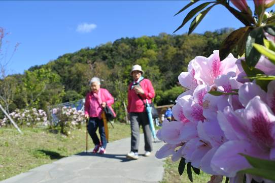 櫻花報春，陽明山的吉野櫻目前正在盛開，杜鵑花也已進入滿開期，愛花的朋友不要錯過陽明山最美的時候。 圖：《台北旅遊網》FB提供