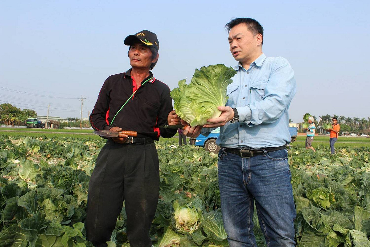 為幫助菜農消化因為價格崩盤而放棄採收的高麗菜，高思博前往台南善化，下田加入DIY採買行列。 圖說：黃博郎/攝