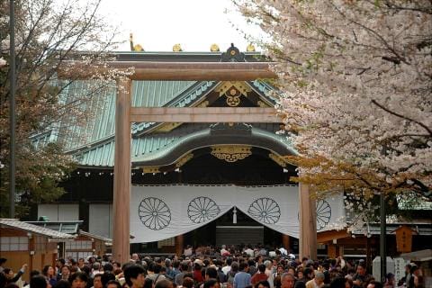 建於1869年的靖國神社內種有約500株櫻花樹。每年氣象廳發佈東京櫻花開花時間預報時，就是以這裡的指標樹（染井吉野）開花狀況為基準。 圖：翻攝自GO TOKOY