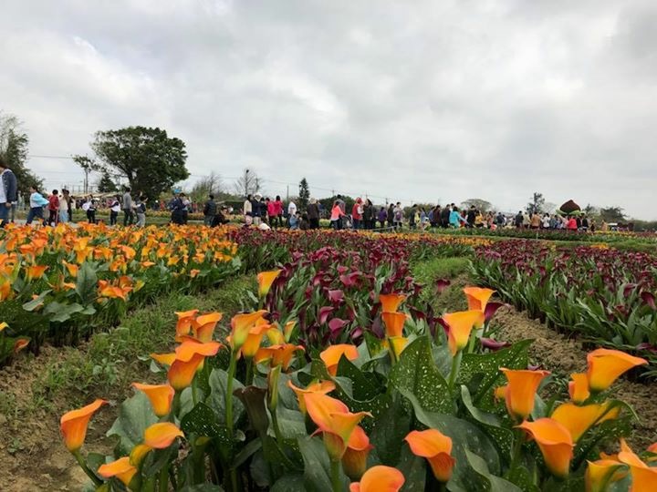 2018桃園彩色海芋季，位於大園區聖德北路與田溪路，展期於3/10-3/25。 圖：桃園市政府提供