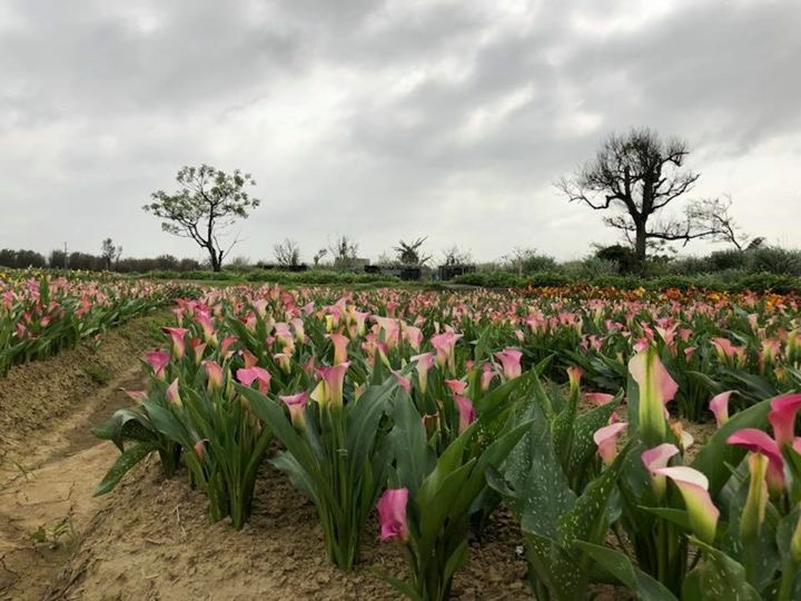 2018桃園彩色海芋季，位於大園區聖德北路與田溪路，展期於3/10-3/25。 圖：桃園市政府提供