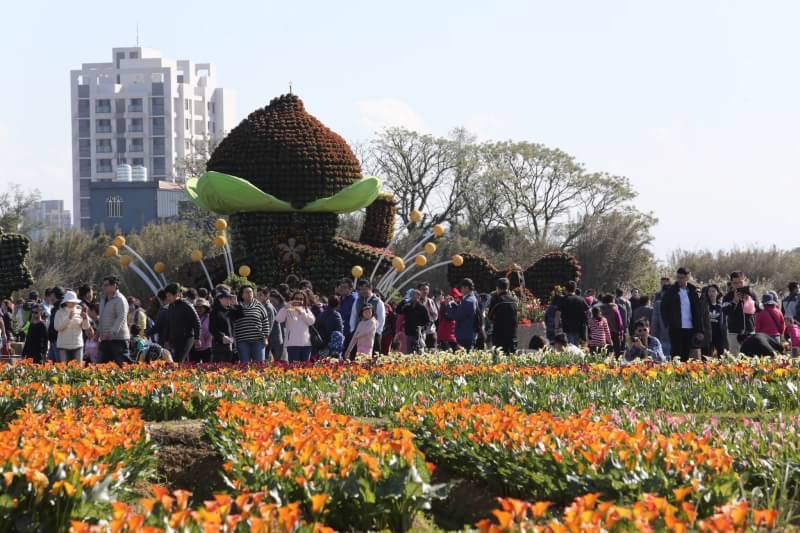 2018桃園彩色海芋季，位於大園區聖德北路與田溪路，本週的彩芋季的活動場域，創下史上最大的交管、封路範圍，長達8公里，遊客徒步3公里也不喊苦，只為看小小彩芋魔力英姿。 圖：桃園市政府提供