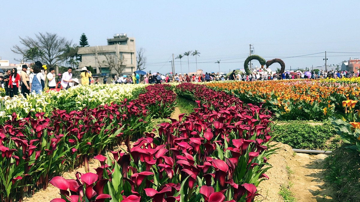 負責督導桃園彩芋季活動整合業務的桃園市府副秘書長邱俊銘說，我們種了6萬顆彩色海芋，共開出60萬朵，價值4800萬元的美麗彩色海芋，終究是抵不過來賞花的人潮數，一個假日就超過10萬人次。 圖：桃園市政府提供