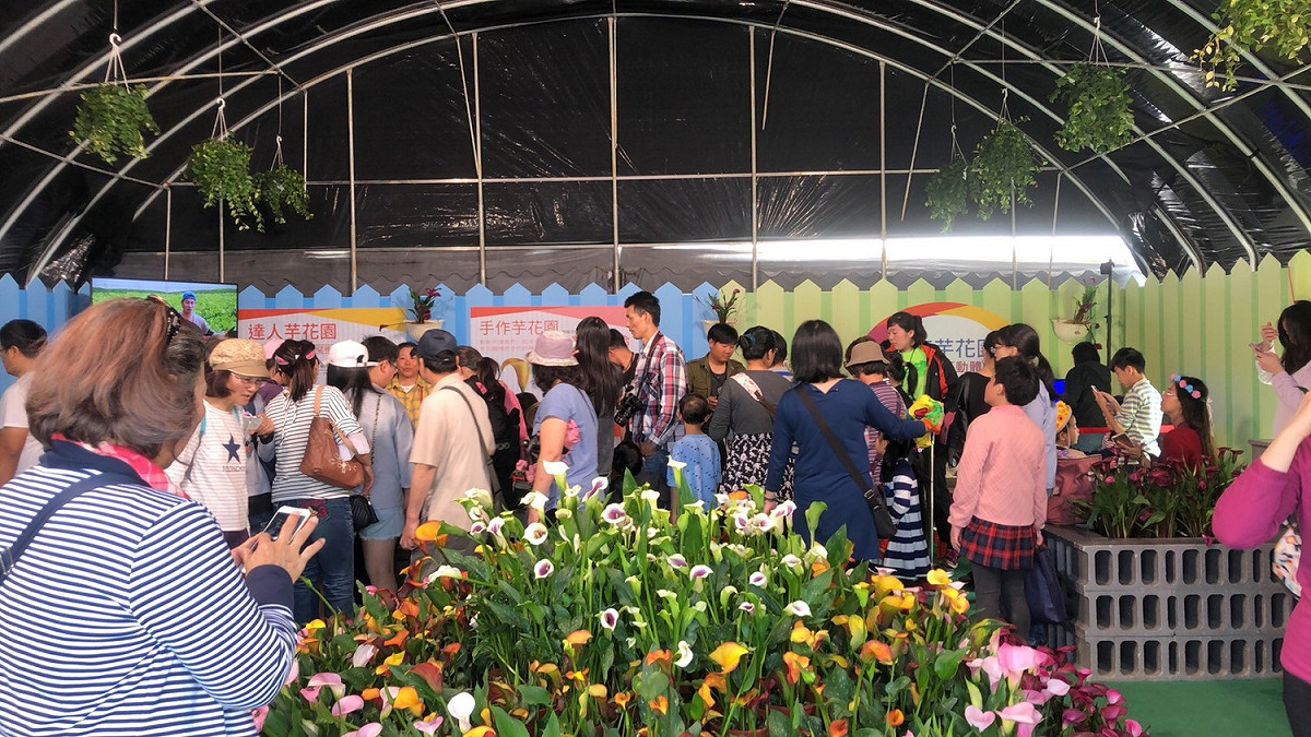 桃園彩芋季的假日賞花人潮驚人。 圖：桃園市政府提供