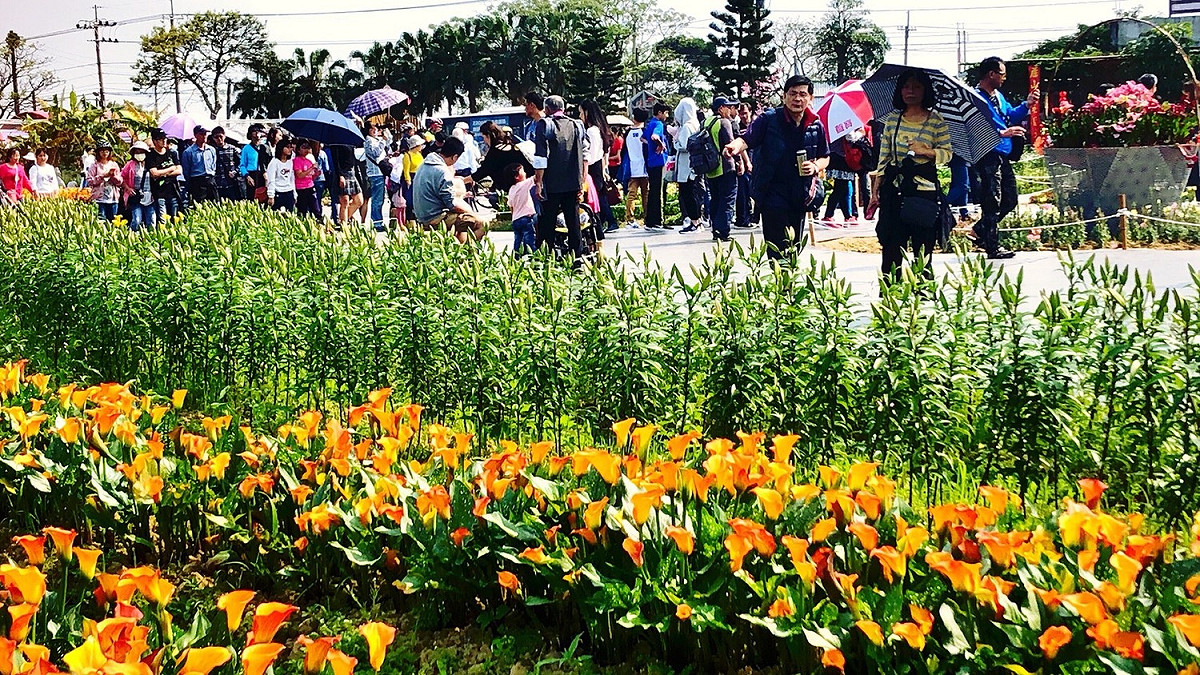 由桃園彩芋季的人潮可見愛花者真不少。 圖：桃園市政府提供
