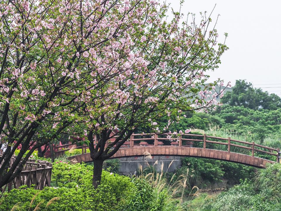 三芝區公所櫻花季還設計賞櫻路線地圖與周邊櫻花小旅行，一同跟著地圖來場輕鬆的春遊賞櫻之旅！ 圖：三芝區公所FB粉絲專頁提供