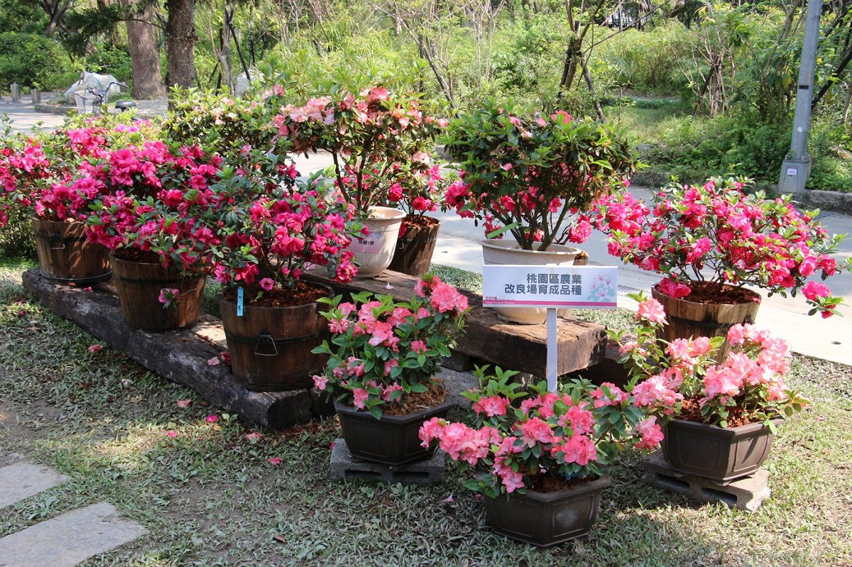 大安森林公園杜鵑花品種區展出桃園區農業改良場育成品種。 圖：台北市政府工務局／提供