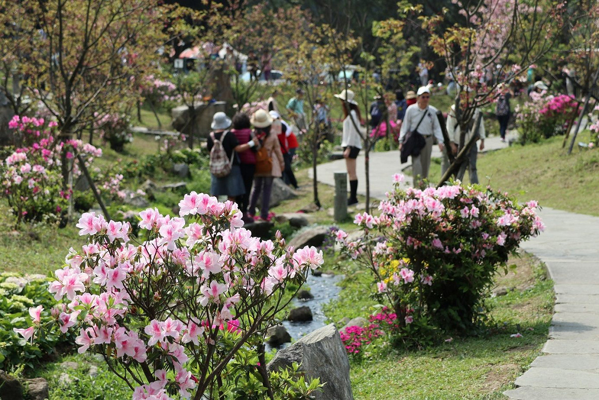陽明公園杜鵑花與櫻花齊放吸引許多人前往觀賞。 圖：台北市政府工務局／提供