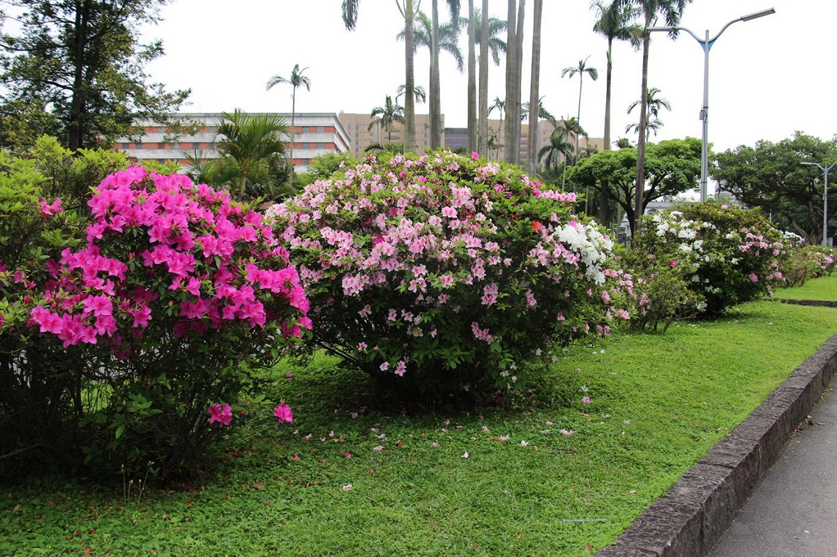 二二八和平公園也有多處杜鵑花等待大家前來觀賞。 圖：台北市政府工務局／提供
