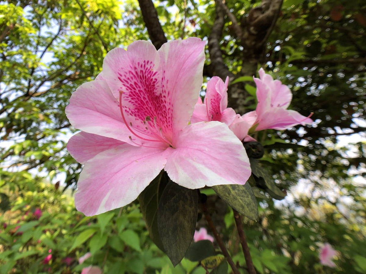 3月的春季，滿山的紅、白、粉色杜鵑相繼綻放，其中還能看見幾顆含苞的櫻花樹交錯其中。 圖：丘秝榕／攝