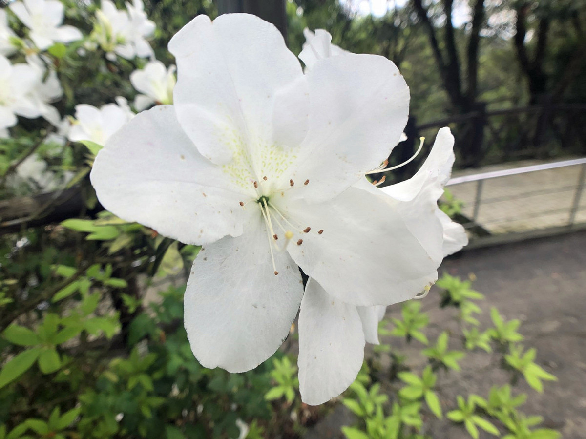 上山的途中杜鵑花沿路盛放，白色的落花點綴在草地上，營造出彷彿白雪般的浪漫景色。 圖：丘秝榕／攝