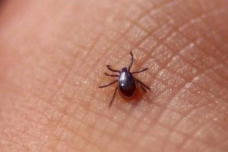 每年4月清明節起是恙蟲病流行季節。 圖 : 翻攝自ifeng.com
