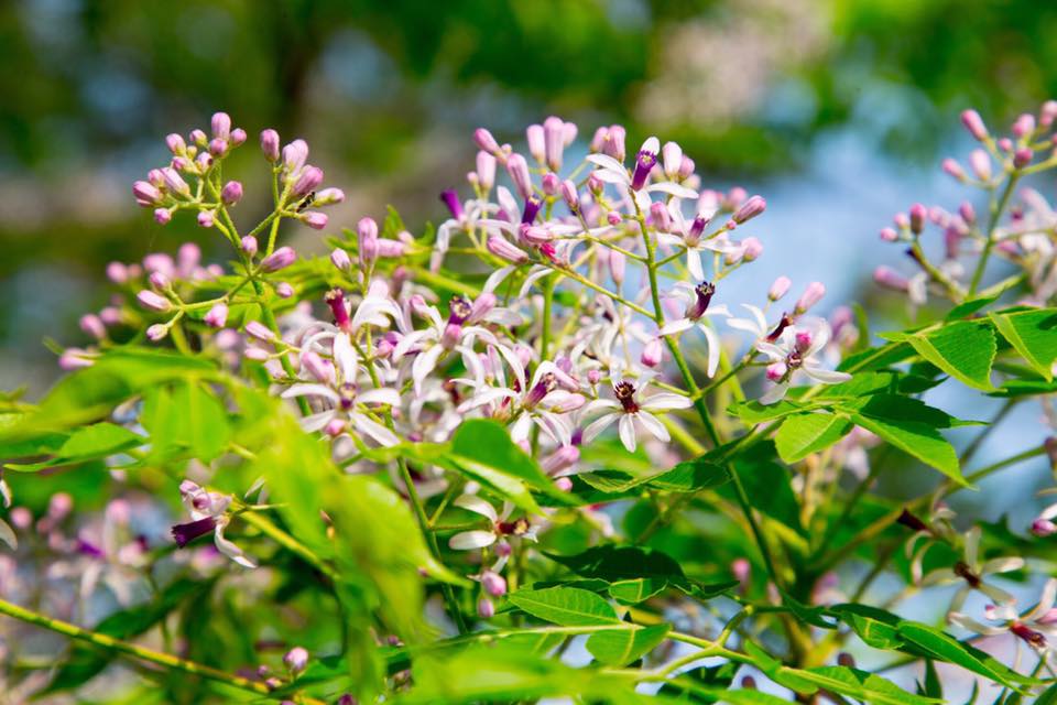 苦楝花的淡紫迷幻，美麗動人。 圖：翻攝自吳芳銘FB粉絲專頁