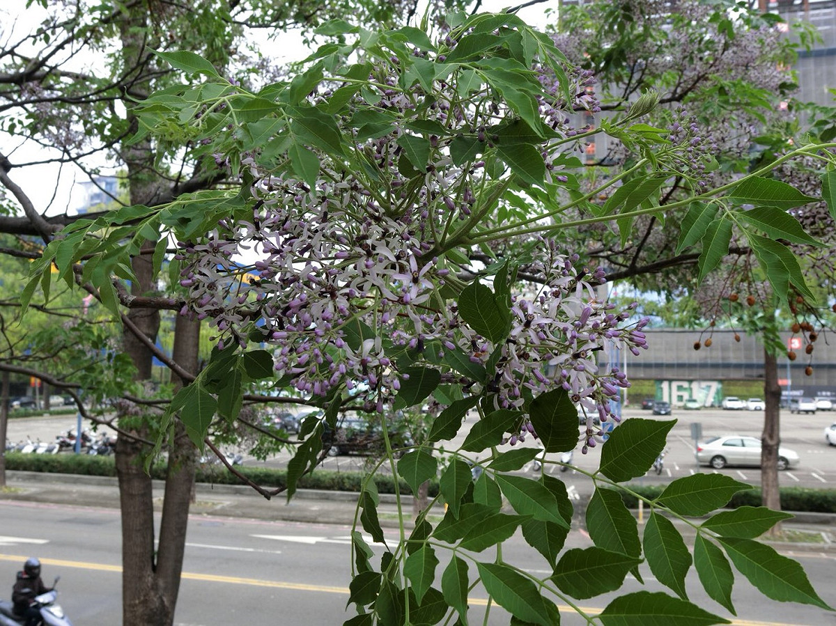 在台中的三信公園、環河路文心森林公園可以看見苦楝花的美景。 圖：台中市政府／提供