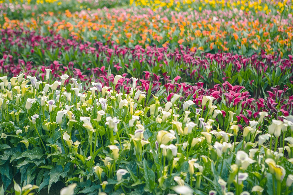 這次彩色海芋季是以「浪漫芋花園」為主題，種植紅、黃、粉，紫等顏色的海芋， 圖：陳宣如／攝