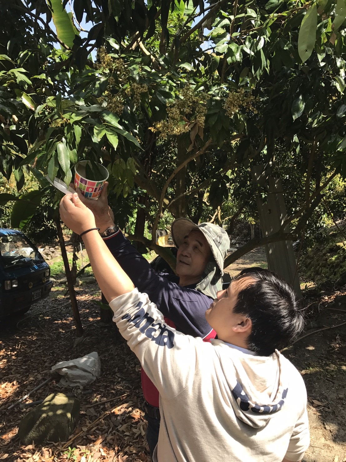 台中市政府農業局自今(23)日起啟動平腹小蜂釋放工作，預計在霧峰、大里、太平等區釋放100萬隻平腹小蜂進行生物防治。 圖：台中市農業局／提供