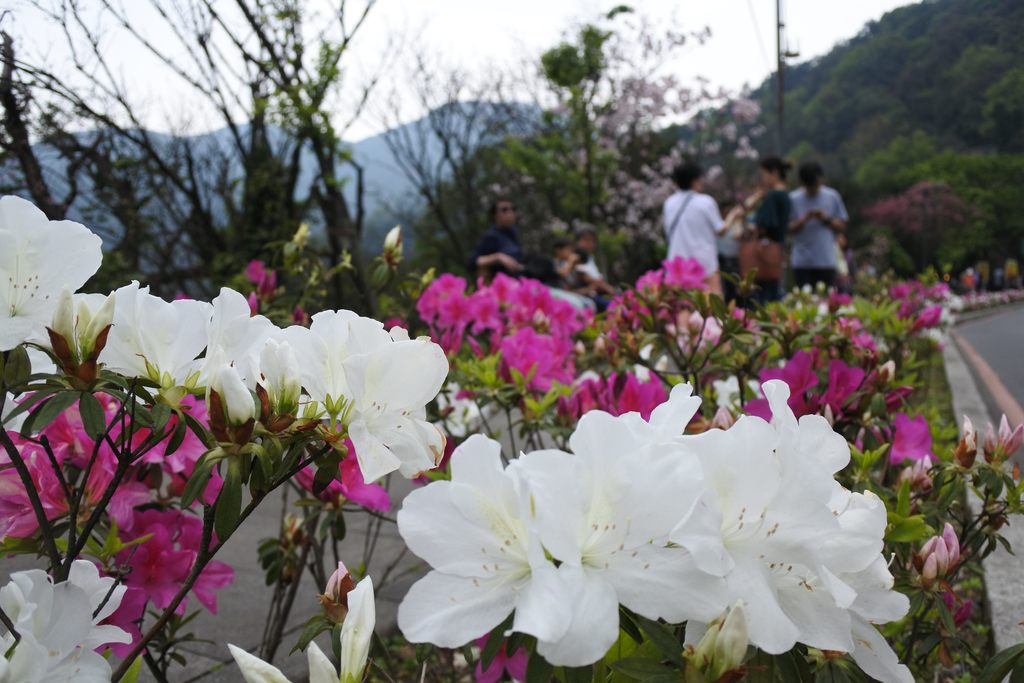 2018陽明山花季即將步入尾聲，台北市花的杜鵑正盛開，陽明公園及湖山路沿線一帶怒放，花朵紅、粉、白、橘交織綻放，今(25)日舉辦「草山進行曲-清山淨水活動」作為閉幕。 圖 ：台北旅遊網提供
