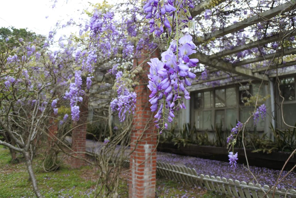 在花卉試驗中心、陽明山公車總站旁及第二停車場的杜鵑茶花園區旁都可以見到紫藤芳蹤，長長的花串隨風飄逸，散發著無限的紫色浪漫情懷。 圖 ：台北旅遊網提供