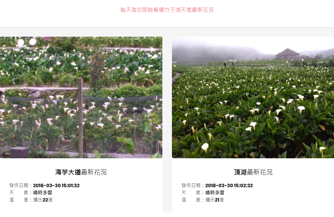 官方網頁中也能看見花況與天氣的最新訊息！ 圖：翻攝自《2018竹子湖海芋季》官方網站