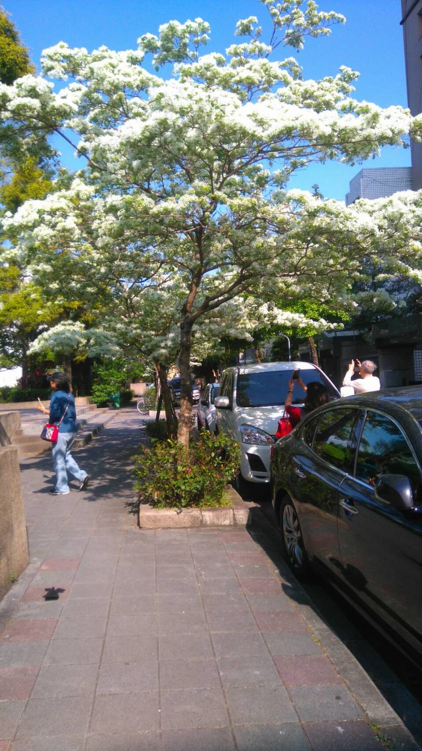 新中公園人行道旁流蘇花盛開，吸引不少人在此拍照留念。 圖：台北市工務局／提供