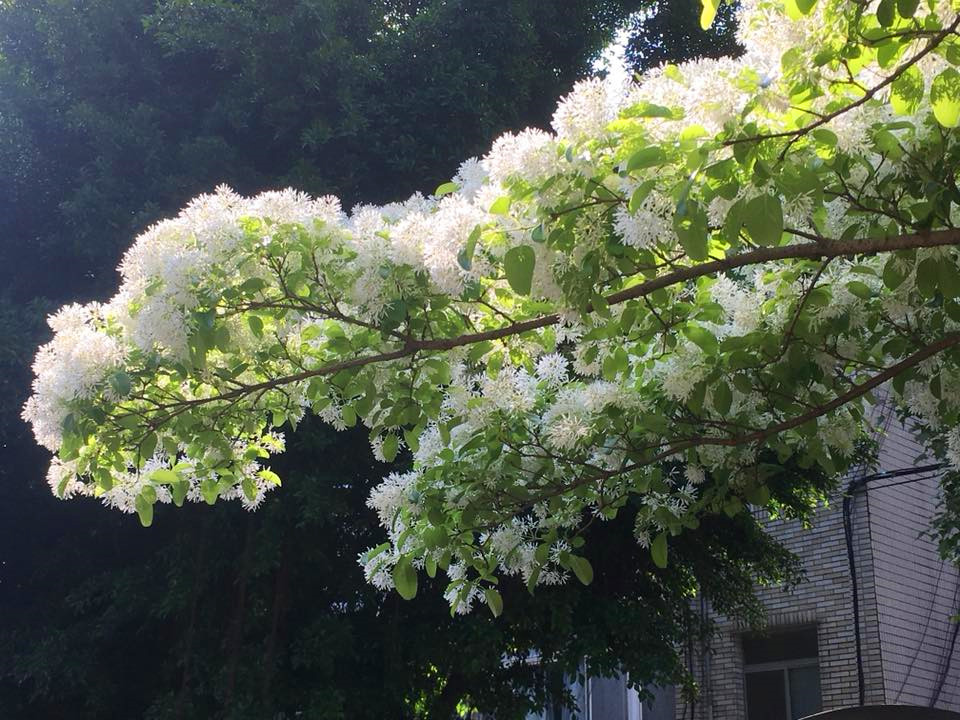 三月下旬開始，台北市新中公園的流蘇花相繼盛開，目前已進入盛花的時刻。 圖：翻攝自王先榮FB／王先榮攝