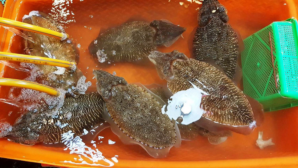 富基漁港中的魚市是北海岸著有盛名的海鮮產地，也是老饕必來朝聖之地。 圖：新北市政府／提供