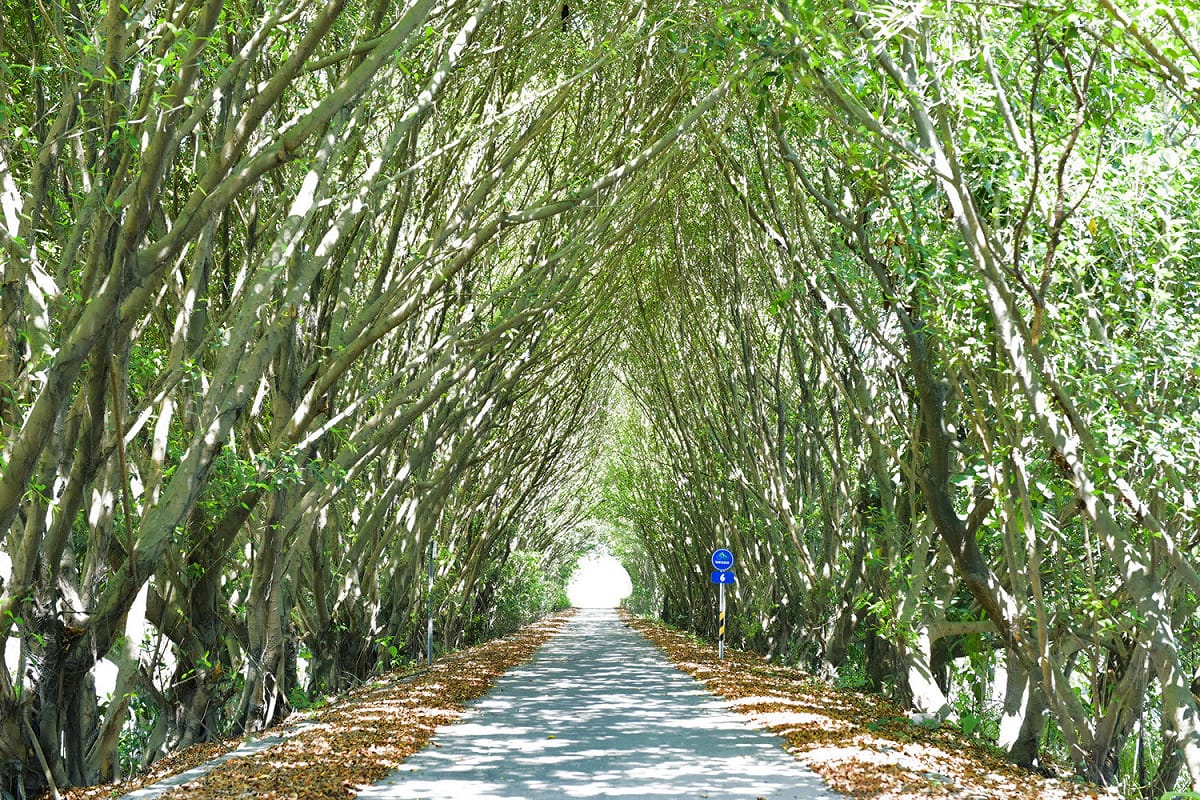 屏東縣隘寮溪堤防自行車道其中一段林木茂密，彷彿通往龍貓秘境。 圖：屏東縣政府／提供
