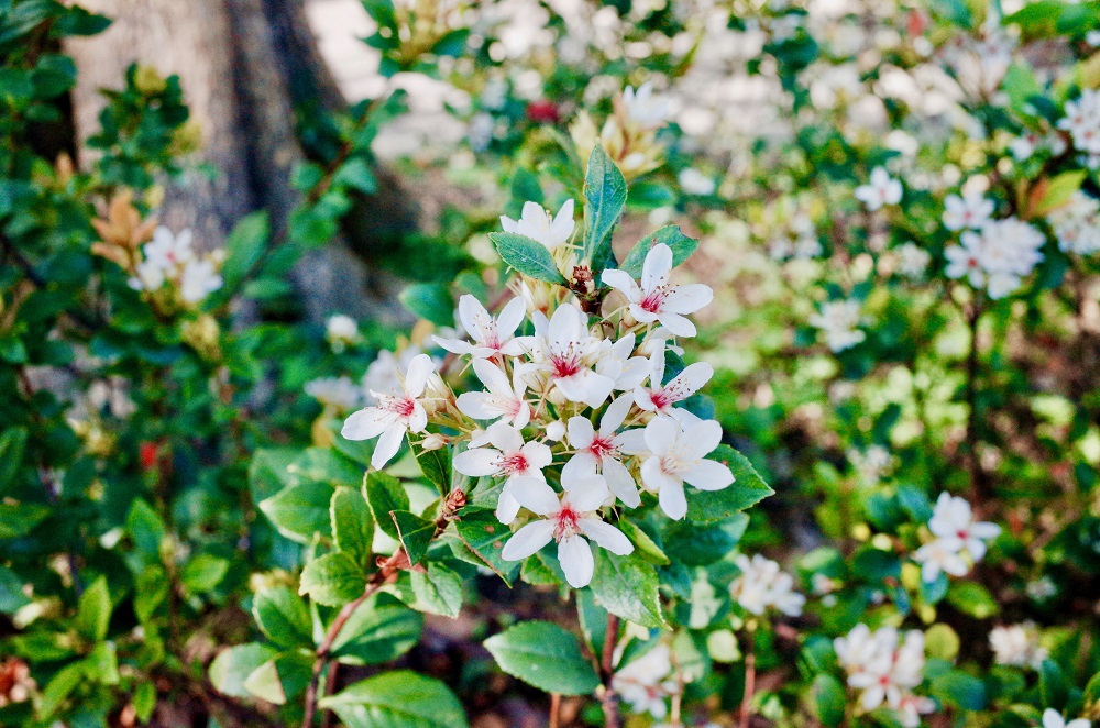 大地回春各地晴朗好天氣，在市民大道北側的華山公園帶狀沿線上、台北植物園石斑木已開始綻放嬌美的白色小花！ 圖：台北市工務局提供